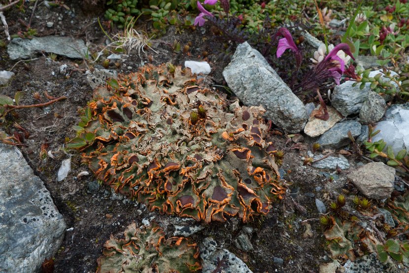 Solorina crocea-6